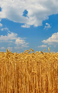 High fiber wheat resistant starch-wheat field